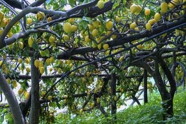 Lemon grove in Ravello, Italy