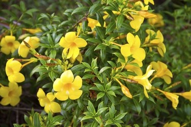 Allamanda, beautiful yellow flower