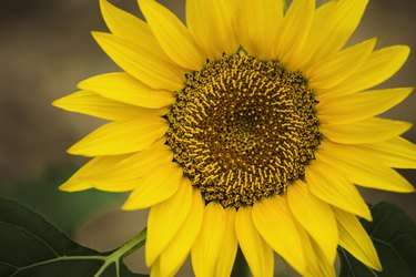 Close-Up of sunflower