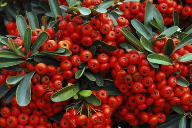 holly and red berries