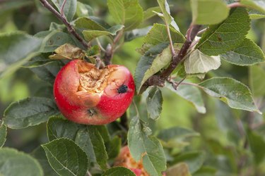 rotten apple