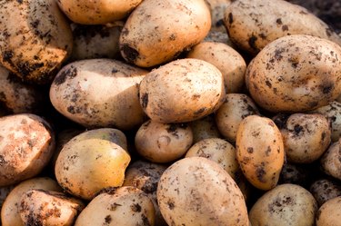 Yukon Gold potatoes