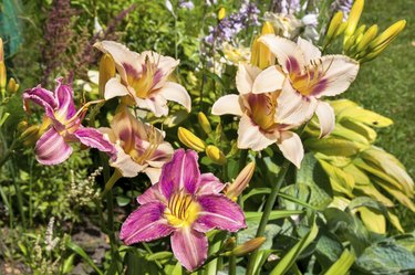 daylily light violet beautiful flowers postcard