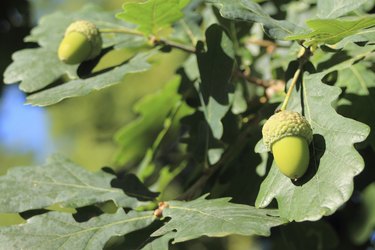 Acorn and oak-leaf