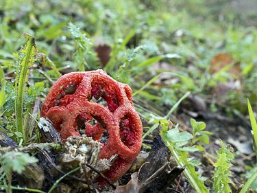 Clathrus ruber fungus