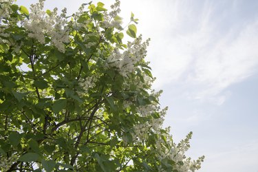 White lilac