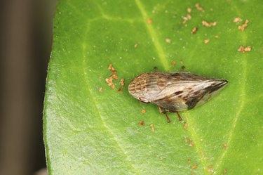 aphid