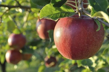 Cluster of ripe apples on a tree branch