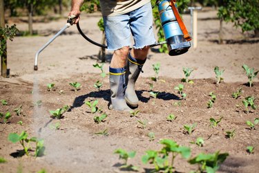 Pest Control Worker Insecticide Spraying of a plant field