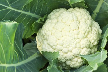 Fresh cauliflower