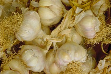Bunch of garlic cloves
