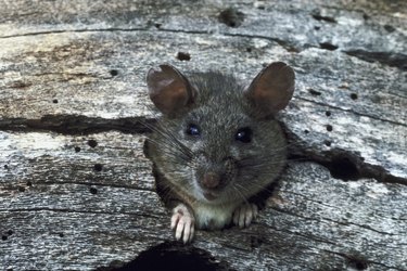 Rat peeking out of hole in wood