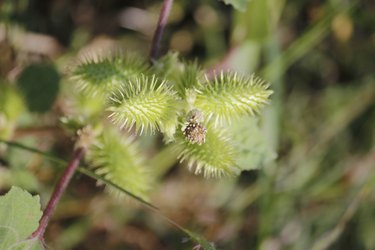 Fruits of Noogoora burr, Xanthium occidentale