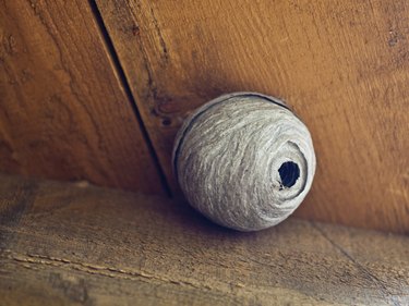 Wasp Nest in Attic