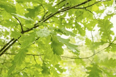 green oak leaves