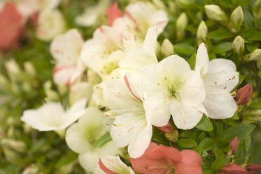 Azalea