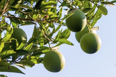 Limes growing on tree