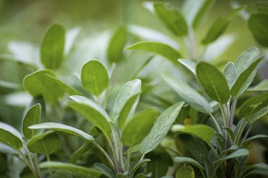 Sage Plants in an Herb Garden