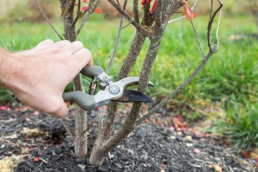 When to Prune a Burning Bush Shrub | Hunker