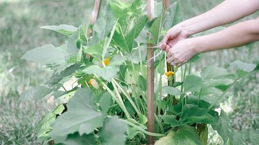 Tying zucchini stalks to wooden stakes