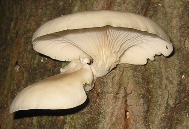 Oyster mushroom.