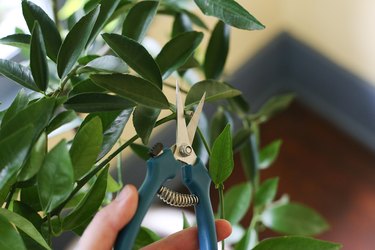 How to Grow a Clementine Tree in Your House | Hunker