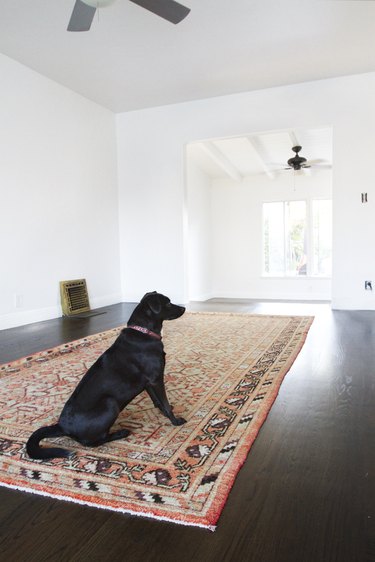 Furniture-free white bedroom with an area rug and a black dog sitting on it