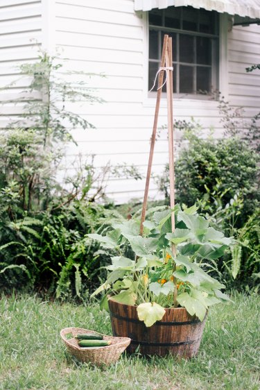 Vertical zucchini plant in whiskey barrel container