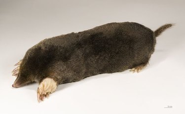 A typical mole.