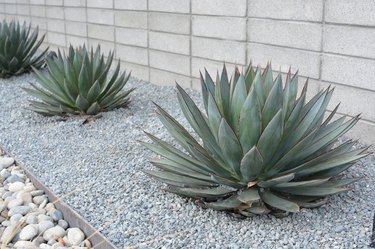 desert landscaping plants fox tail agave