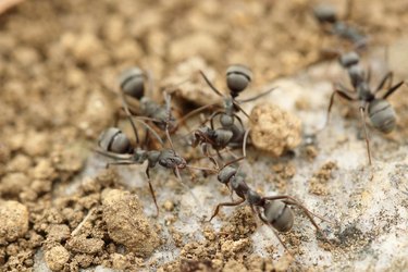 Ants swarming on the salty earth.