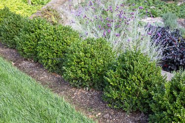 Types of Boxwood Plants | Hunker