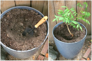 Planting a wisteria starter vine in a potted container