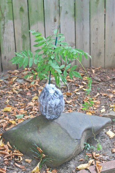 Live wisteria starter plant