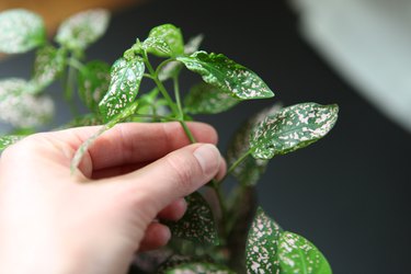 How to Care for a Polka Dot Plant
