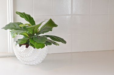 painted kitchen tile behind plant