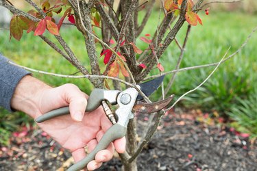 When to Prune a Burning Bush Shrub | Hunker