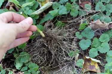 How to Plant Raspberry Cuttings | Hunker