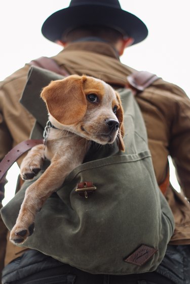 dog in backpack