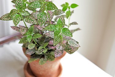How to Care for a Polka Dot Plant