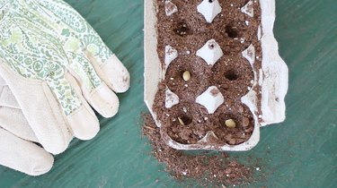 Planting zucchini seeds in empty egg carton