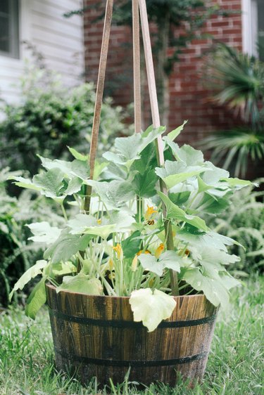 Vertical zucchini plant tied to wood stakes