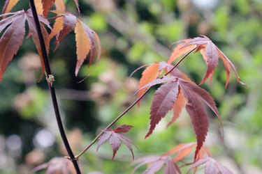 How to Care for a Dwarf Japanese Maple Tree | Hunker