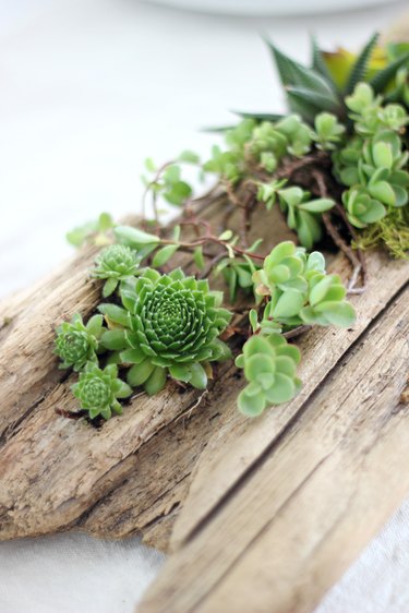 Succulents planted in driftwood.