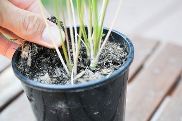 How to Make a Plant Grow Faster