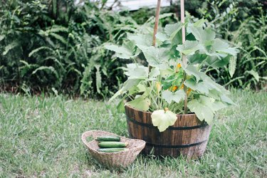 Zucchini plant growing vertically in a container