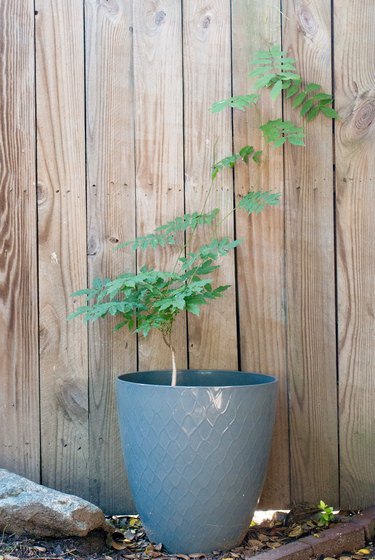 Wisteria plant growing in a pot