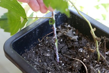 How to Plant Raspberry Cuttings | Hunker