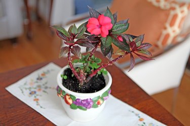 How to Care for New Guinea Impatiens | Hunker