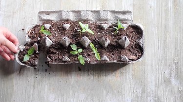 Cutting seedling cups apart on egg carton